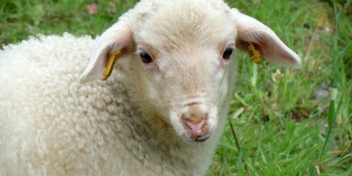 Castração atrasa o envelhecimento em ovelhas e homens, dizem cientistas