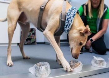 Aeroporto da Finlândia utiliza cães para ‘farejar’ a Covid-19