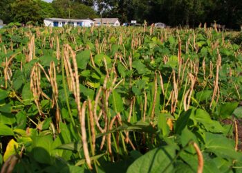 Covid: vacina que não precisa de geladeira é feita com base em plantas e bactérias