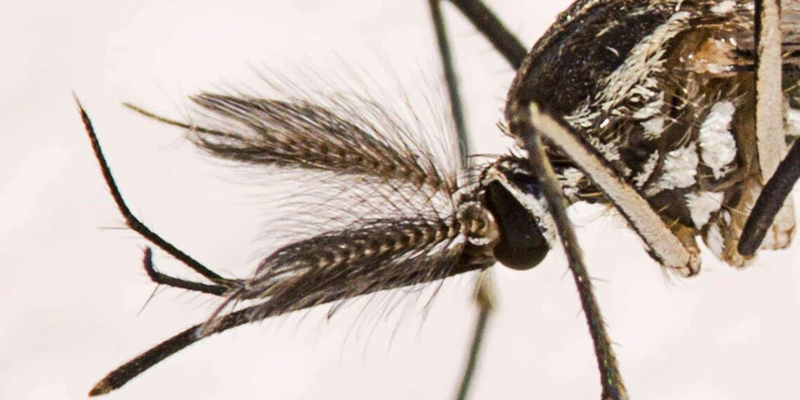 Estudo reforça que mosquitos não podem transmitir o novo coronavírus