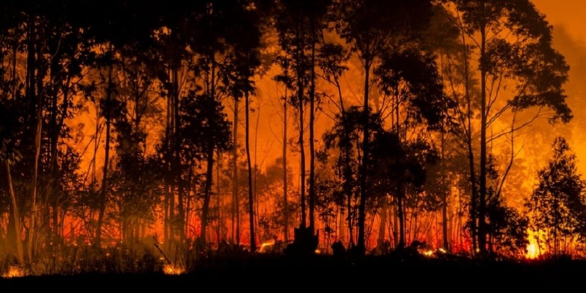 Exposição à fumaça de incêndios florestais está associada ao aumento de casos de Covid-19