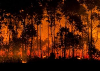 Exposição à fumaça de incêndios florestais está associada ao aumento de casos de Covid-19