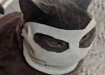 Pets também adotam máscaras para prevenção do coronavírus na China